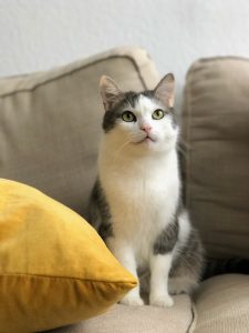 white cat on a sofa