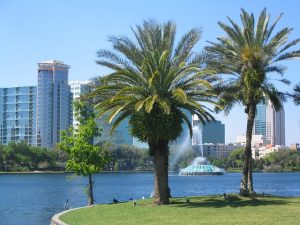 Palms in Orlando
