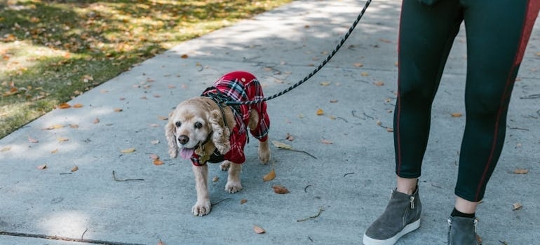 A person walking a dog which is an important routine to keep when moving with a pet.