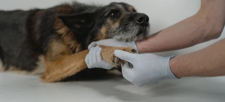 A vet holding a paw of a dog.
